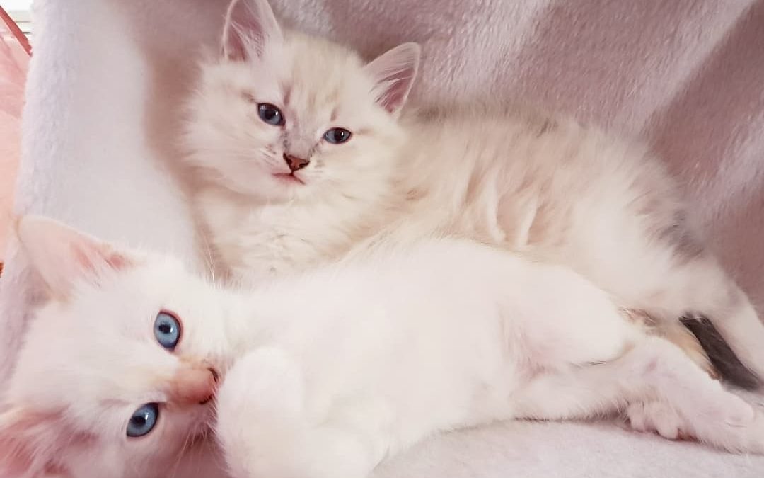 Helpful Tips for Raising a Siberian Kitten